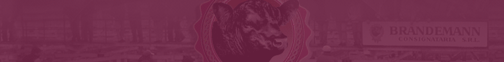 Gaspar Brandemann S.R.L.
